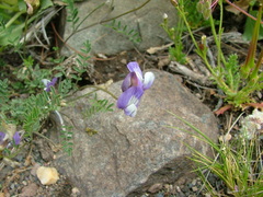 Astragalus cruckshanksii