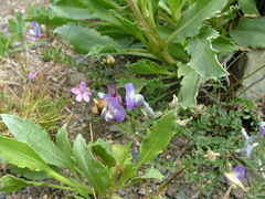 Astragalus cruckshanksii
