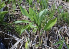 Polygonatum odoratum