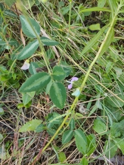 Desmodium uncinatum, photograph (c) Tony van Kampen, some rights reserved (CC BY)