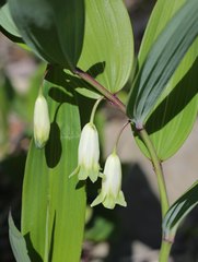 Polygonatum odoratum
