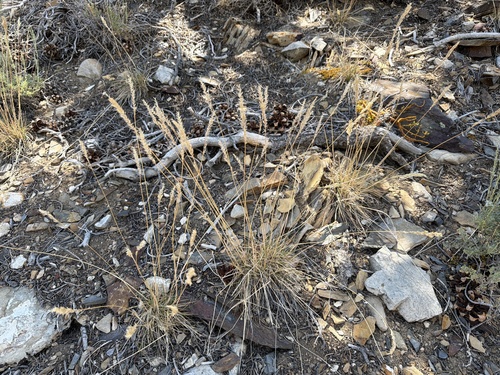 Poa fendleriana observed 2026-06-18
