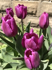 Tulipa gesneriana