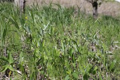 Polygonatum odoratum