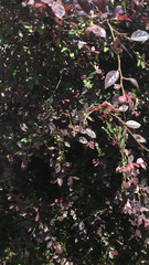 Loropetalum chinense