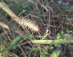 Cenchrus pedicellatus, photograph (c) Karl Tattersall, some rights reserved (CC BY-SA)