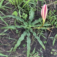 Crinum ornatum