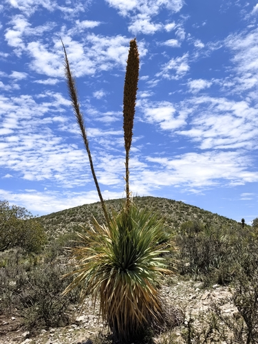 Dasylirion cedrosanum