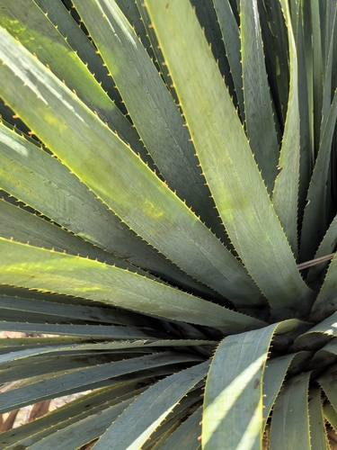 Dasylirion cedrosanum