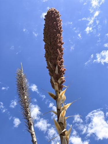 Dasylirion cedrosanum