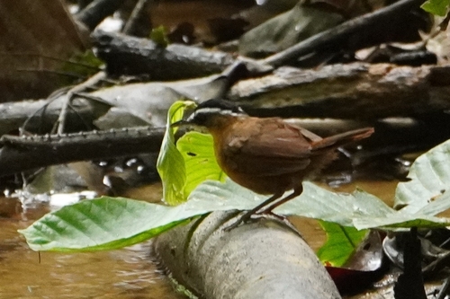 Javan Black-capped Babbler (Pellorneum capistratum), photo 6