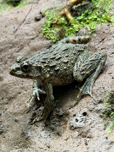 Glandirana rugosa observed 2026-06-19