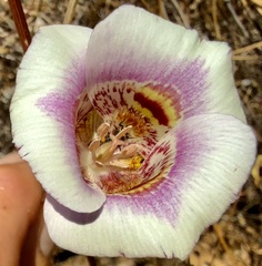 Calochortus argillosus, photograph author not stated, no rights reserved