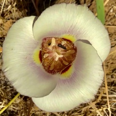 Calochortus argillosus, photograph author not stated, no rights reserved