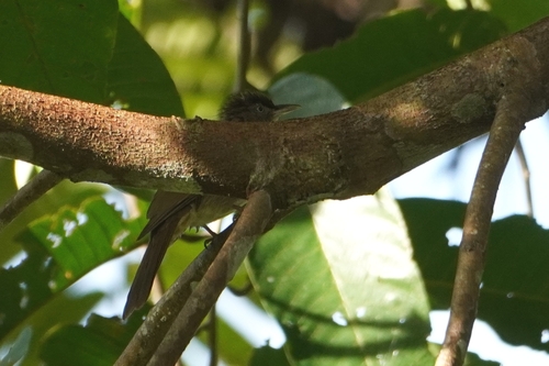 Charlotte's Bulbul (Iole charlottae), photo 5