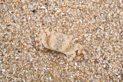 Pseudograpsus albus observed 2026-06-20