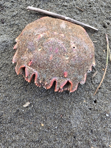 Red Rock Crab