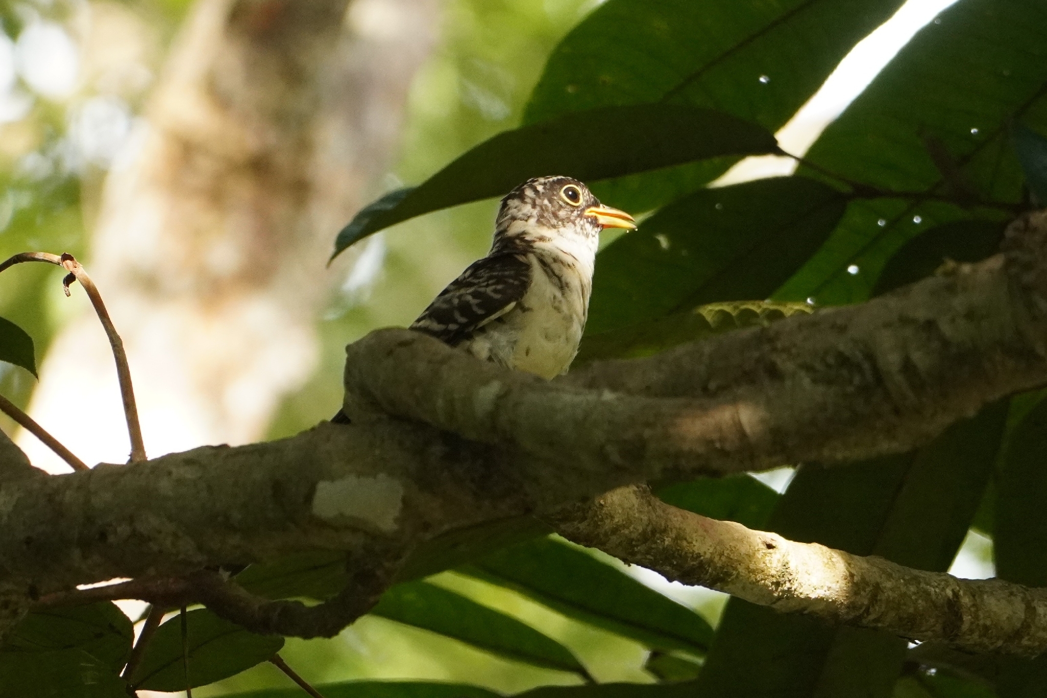 Indian Cuckoo (Cuculus micropterus), photo 5