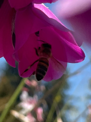 Bee