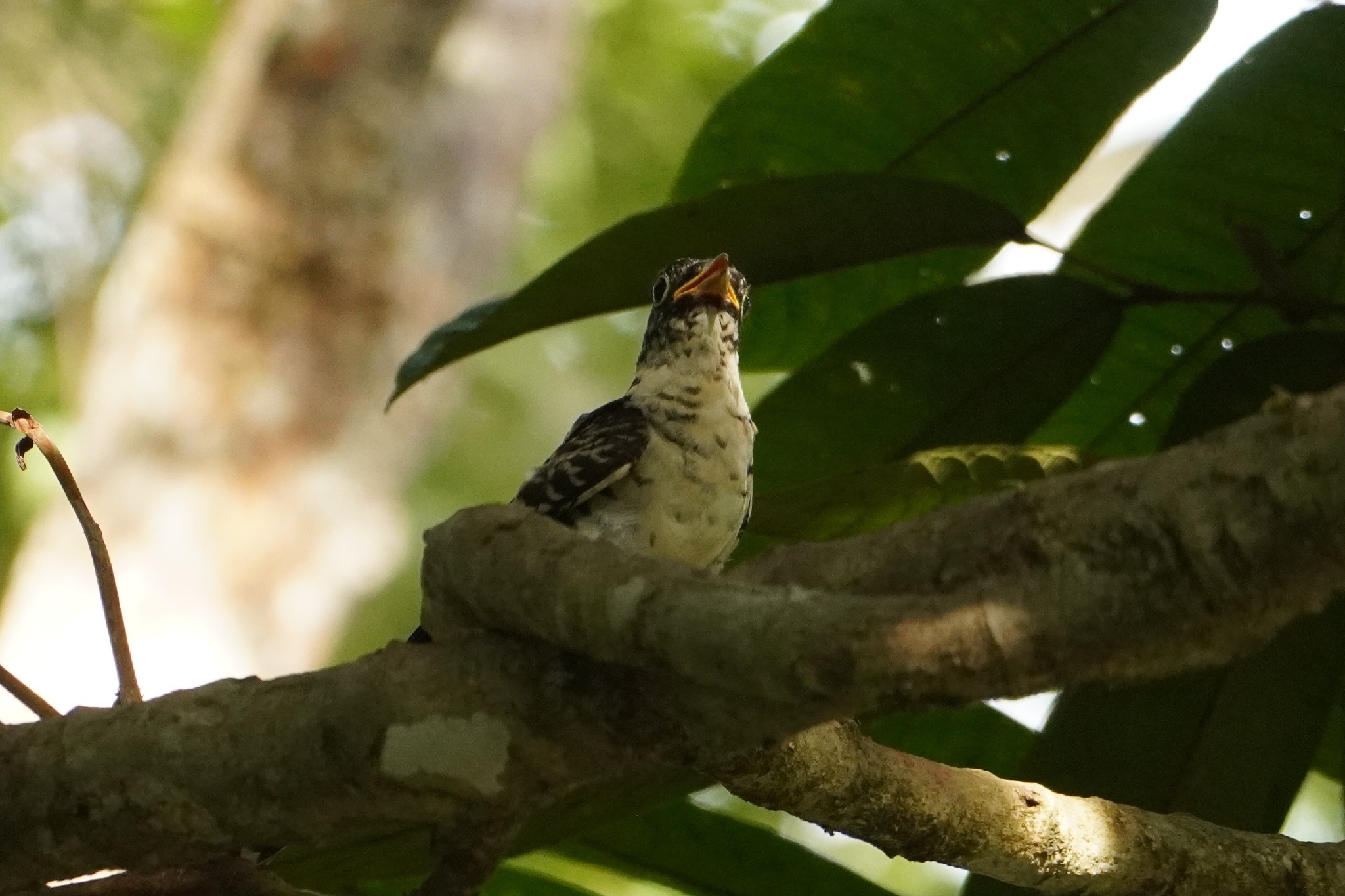 Indian Cuckoo (Cuculus micropterus), photo 6