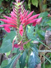 Aphelandra lineariloba