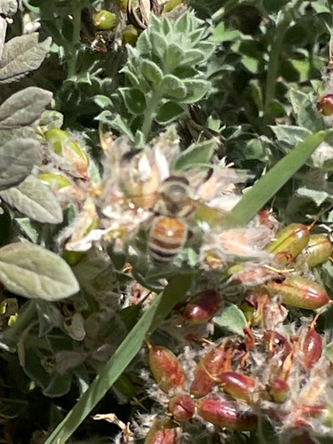 Bee