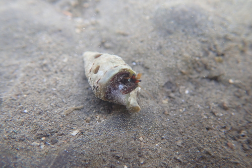 Clibanarius corallinus observed 2026-05-28