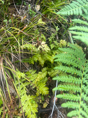 author not stated, no rights reserved Pedicularis densiflora, photograph author not stated, no rights reserved