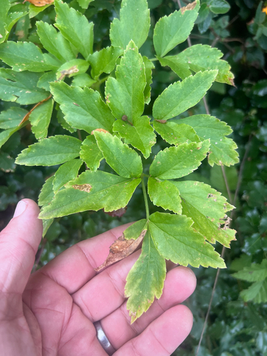 Angelica californica