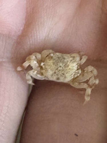 Pseudograpsus albus observed 2026-06-20