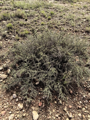 Condalia ericoides, photograph 5