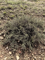 Condalia ericoides, photograph (c) M. Socorro González Elizondo, some rights reserved (CC BY-SA)