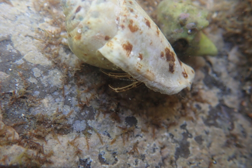 Clibanarius eurysternus observed 2026-05-28