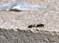 Sceliphron destillatorium