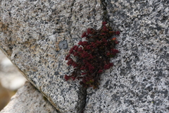 Hylotelephium cyaneum