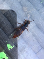 Dinothenarus saphyrinus