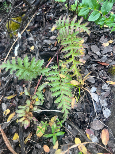 Pedicularis densiflora, photograph 4