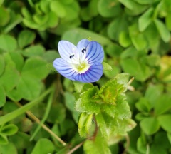 Veronica persica
