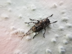 Sternidius mimeticus