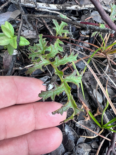 Pedicularis densiflora, photograph 3