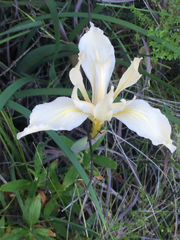 Iris fernaldii
