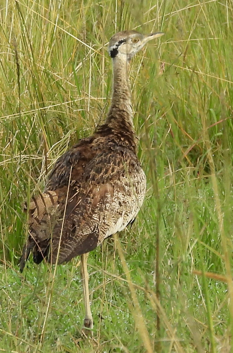 Black-bellied Bustard (Lissotis melanogaster), photo 4
