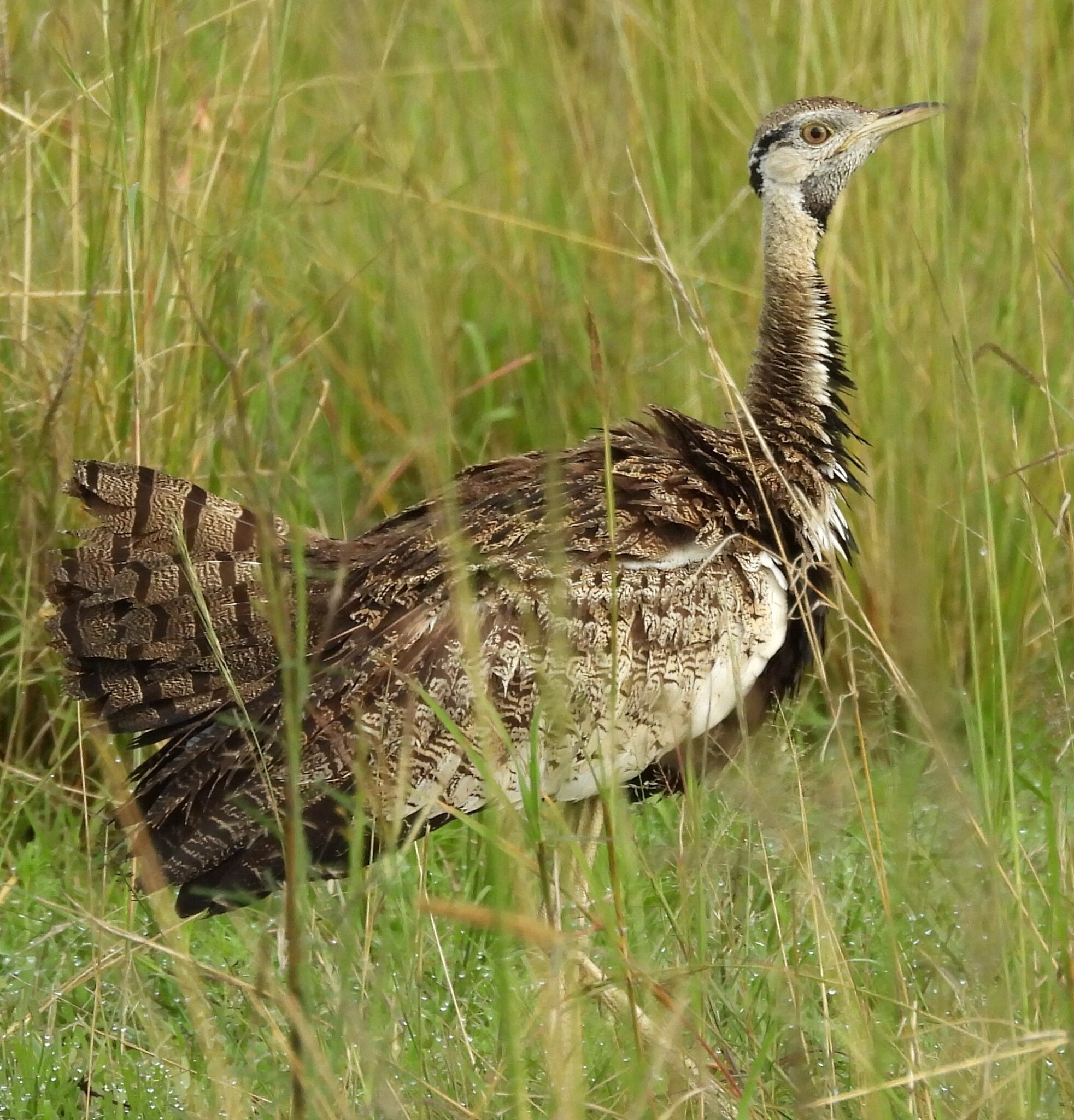 Black-bellied Bustard (Lissotis melanogaster), photo 5