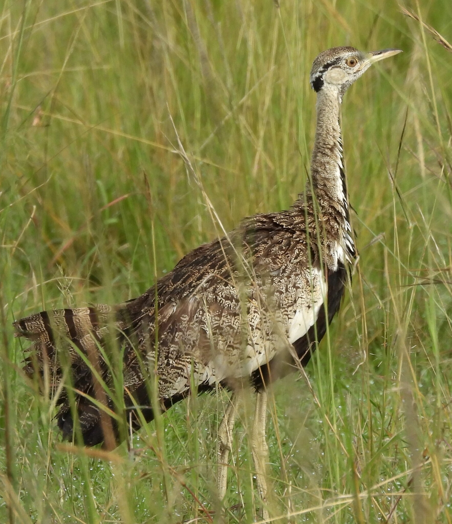 Black-bellied Bustard (Lissotis melanogaster), photo 6