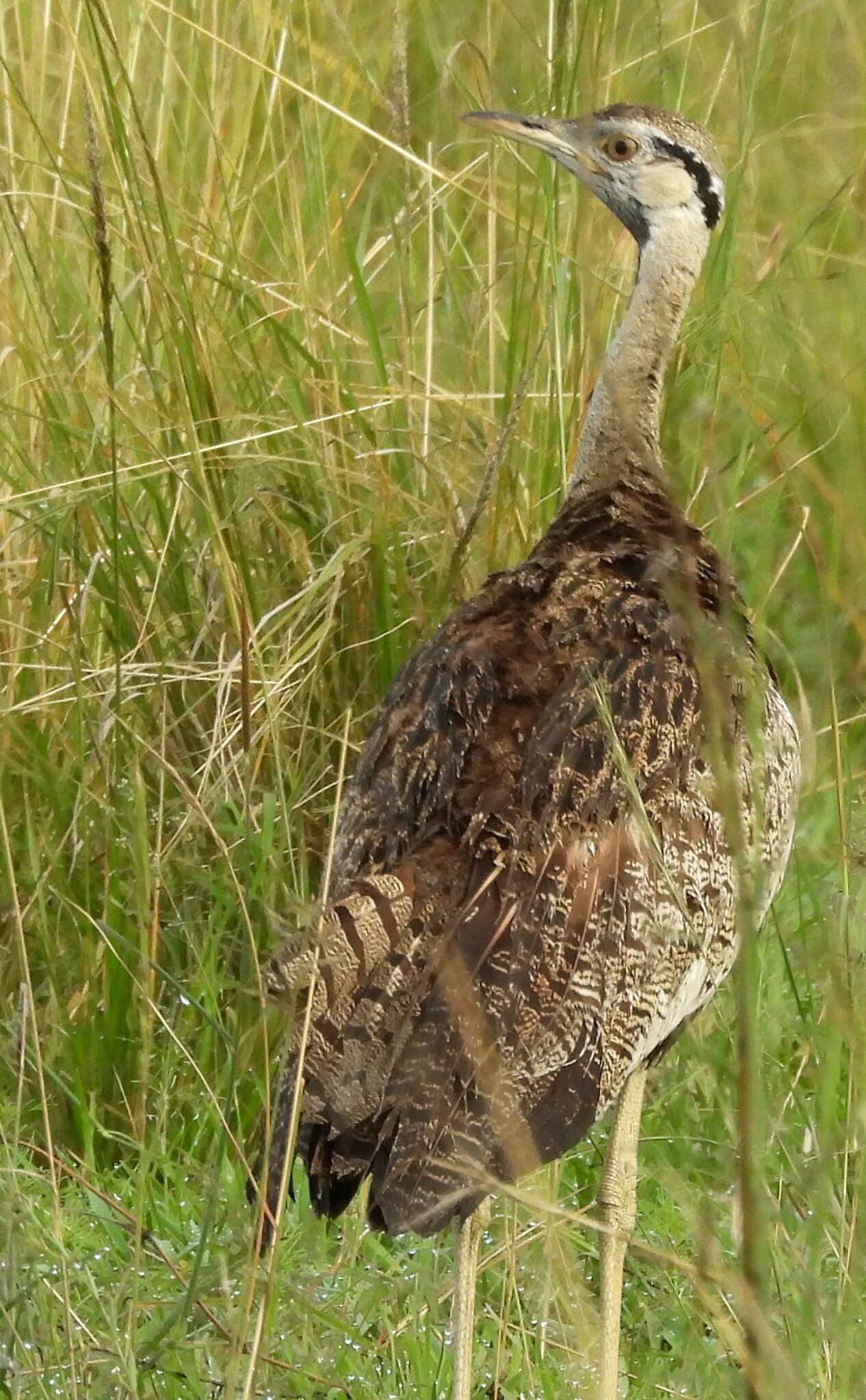 Black-bellied Bustard (Lissotis melanogaster), photo 7