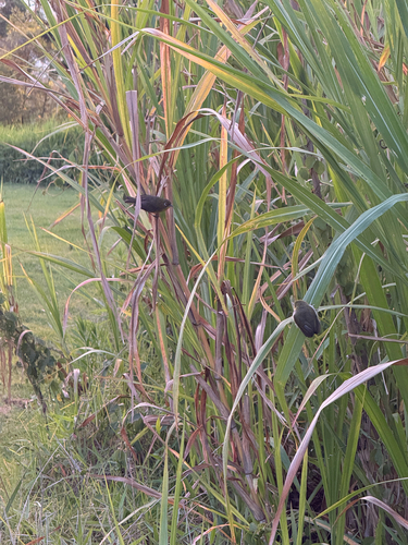 Zosterops japonicus observed 2026-06-16