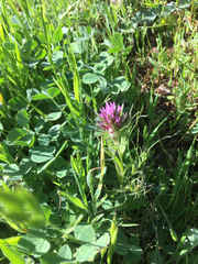 Castilleja densiflora densiflora