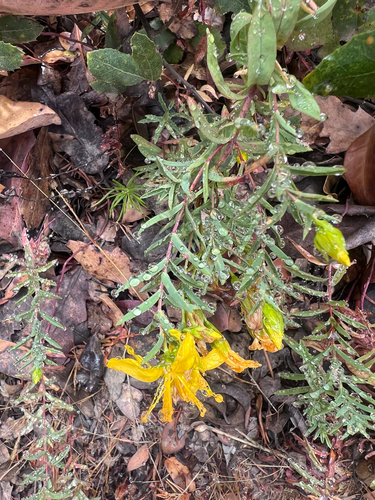 Hypericum concinnum, photograph 4