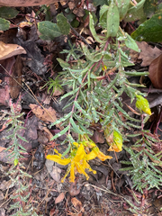 author not stated, no rights reserved Hypericum concinnum, photograph author not stated, no rights reserved