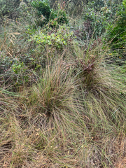 Festuca californica, photograph author not stated, no rights reserved